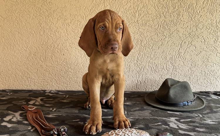 vizsla