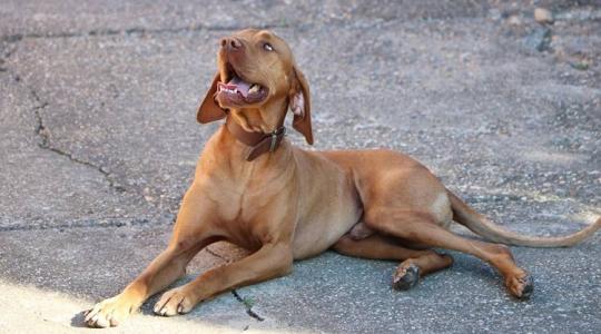 A vizsla – a magyar vadászkutyafajták koronázatlan királya