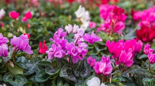 Így lesz egészséges és virágzó a ciklámened 