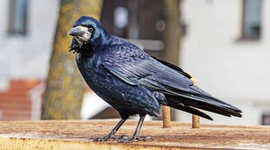 A holló – az intelligens madár titkai és jelentősége a magyar agráriumban