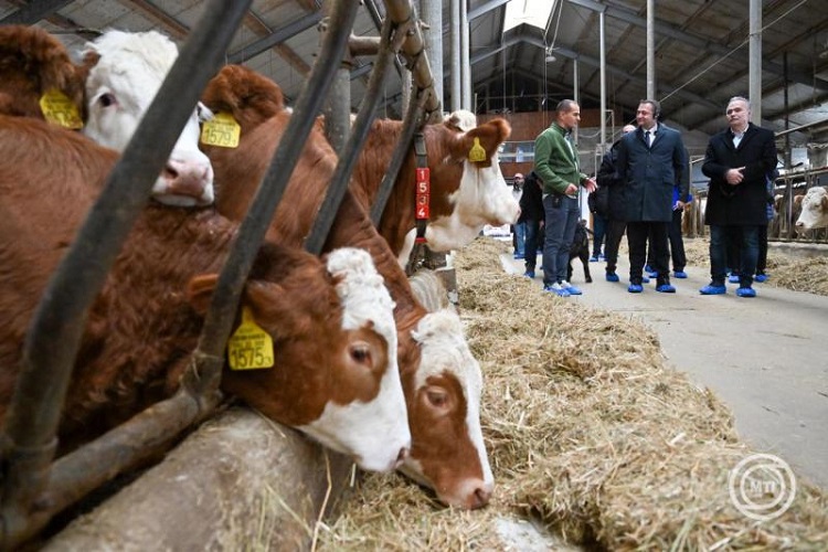 családi gazdaságok