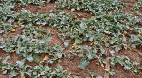 Talajnedvesség, csapadék, hőösszeg – így készülnek a vetések a télre