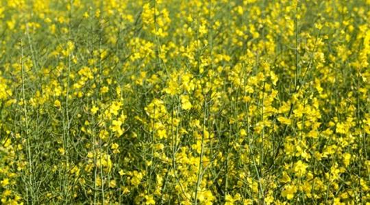 A bolhák elleni védekezés lehetőségei a mezőgazdaságban