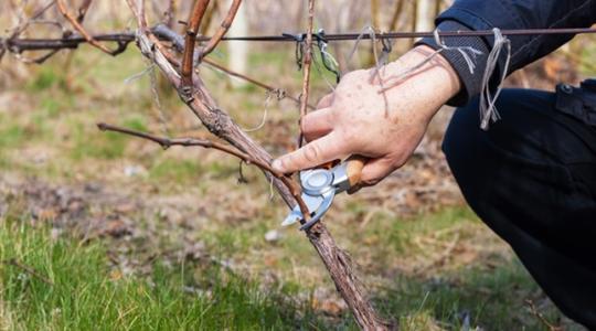A szőlő metszése – teljes útmutató a bőséges terméshez