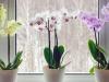 Így mentheted meg az orchideát, ha teljesen elrothadtak a gyökerei a nyári melegben