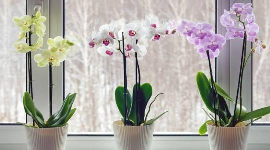 Az orchidea gondozása – tippek, tanácsok és gyakori hibák elkerülése