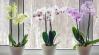 Így mentheted meg az orchideát, ha teljesen elrothadtak a gyökerei a nyári melegben