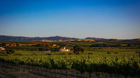 Összefogással legyőzhető-e a szőlőgyilkos kabóca? Összefogással legyőzhető-e a szőlőgyilkos kabóca?