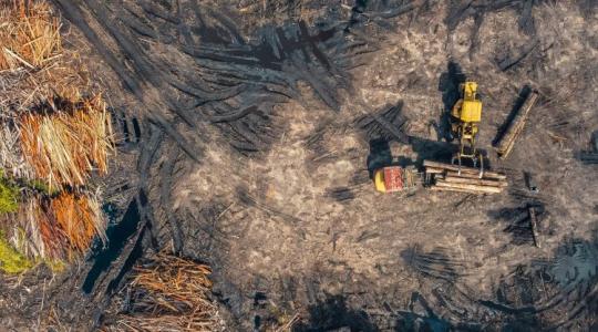 Ez van, ha túltolod az erdőirtást Ez van, ha túltolod az erdőirtást