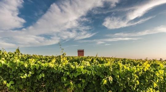 Ősi borkészítési trükkre derült fény