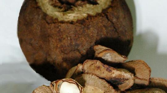 Igazi szelénbomba ez a héjas gyümölcs!