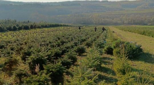 Indul a karácsonyfaszezon: ekkora áremelkedés várható a piacokon