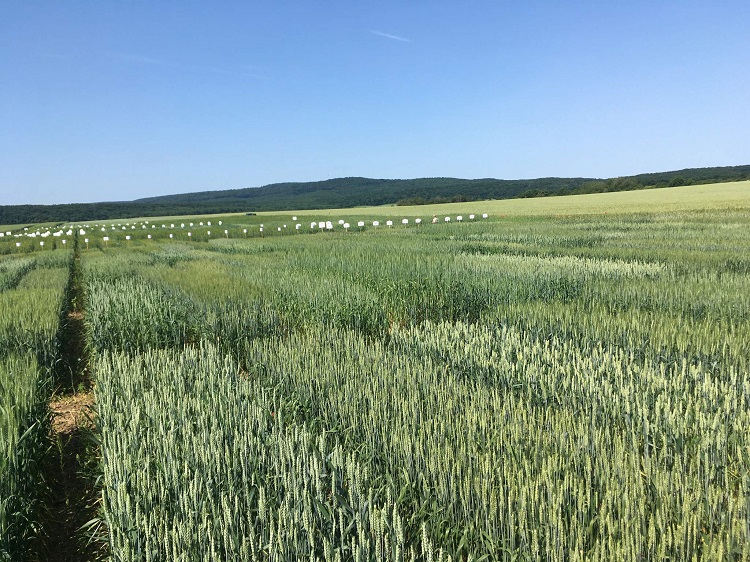 ökológiai gazdálkodás