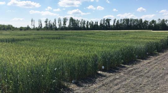 Tovább nő az ökológiai területek aránya Tovább nő az ökológiai területek aránya