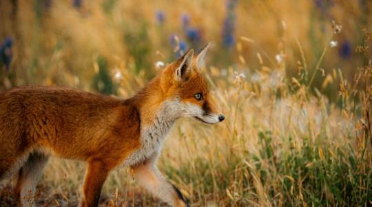 Aranyos vagy veszélyes? – Amit a vörös rókáról tényleg tudni érdemes
