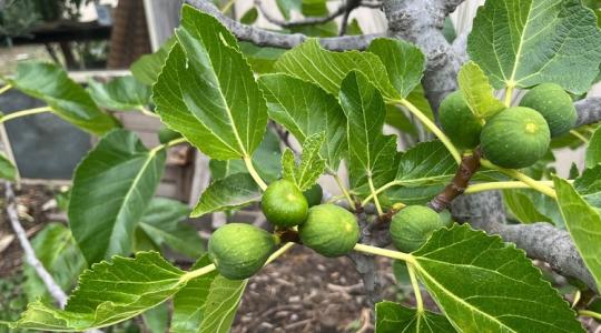 El ne felejtsd a füge téli metszését! El ne felejtsd a füge téli metszését!