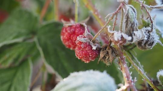 Most tegyél érte, hogy több málna és áfonya legyen a kertedben jövőre! Most tegyél érte, hogy több málna és áfonya legyen a kertedben jövőre!