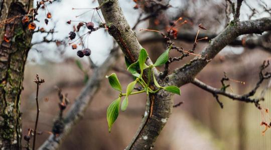 Gyümölcsfák téliesítése decemberben – így védd meg a kéregrepedéstől