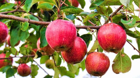 Almáskert télre – metszés nélkül is van 5 kritikus teendő Almáskert télre – metszés nélkül is van 5 kritikus teendő