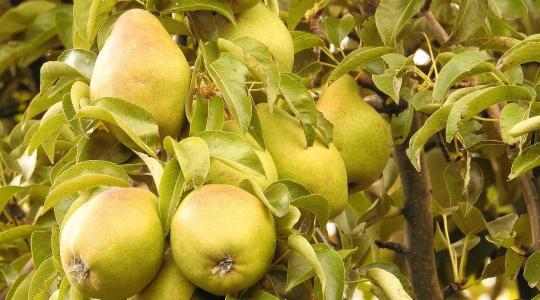 Körtefák téliesítése – mit bírnak jobban, mint a többi gyümölcs? Körtefák téliesítése – mit bírnak jobban, mint a többi gyümölcs?