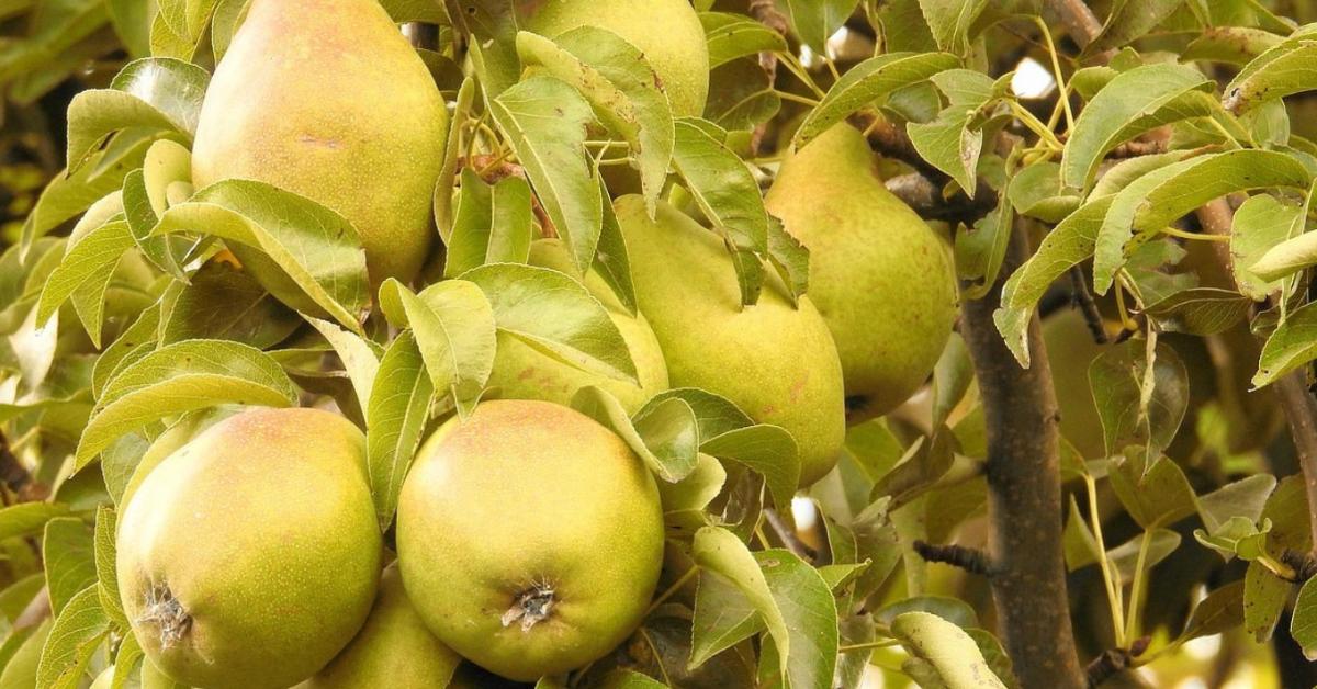 Körtefák téliesítése – mit bírnak jobban, mint a többi gyümölcs?