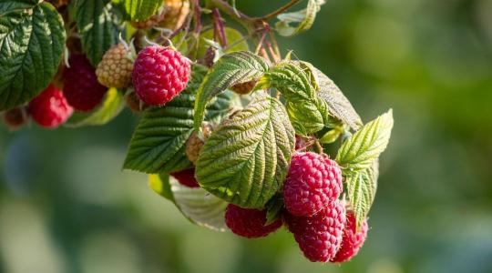 Bogyós gyümölcsök téli védelme – málna, ribizli, szeder útmutató