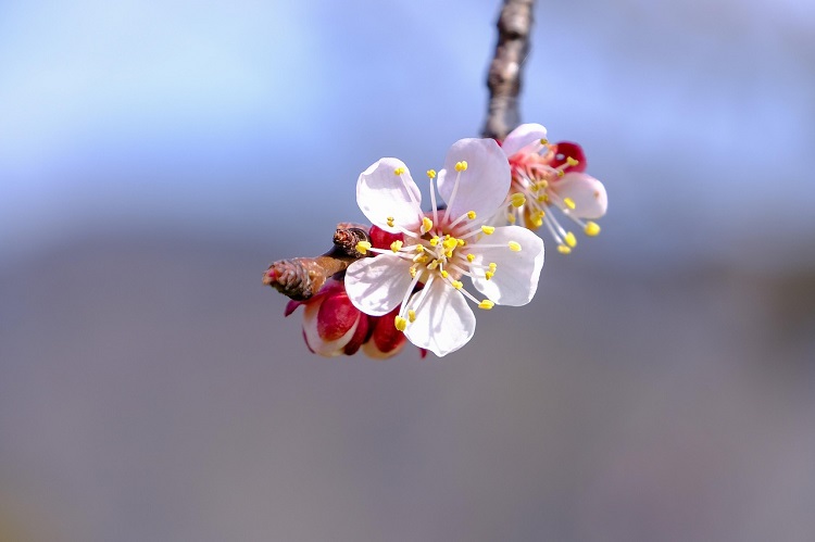 vermelési technikák