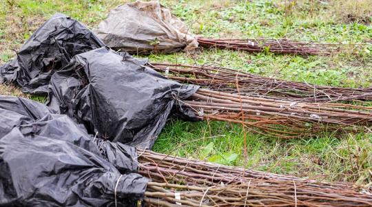 Oltványok téli pihentetése – hogyan ne száradjanak ki? Oltványok téli pihentetése – hogyan ne száradjanak ki?