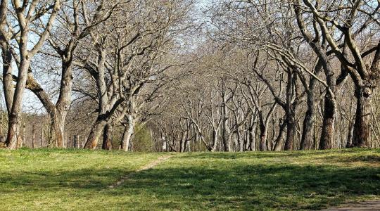 Diófák téli gondozása – mitől reped meg a kéreg? Diófák téli gondozása – mitől reped meg a kéreg?
