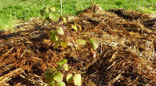 Fagyvédő takarás a gyümölcsösben – melyik anyag melyik fajhoz való? Fagyvédő takarás a gyümölcsösben – melyik anyag melyik fajhoz való?