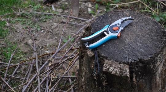 Csonthéjasok téli ápolása – mi működik és mi teljesen felesleges? Csonthéjasok téli ápolása – mi működik és mi teljesen felesleges?