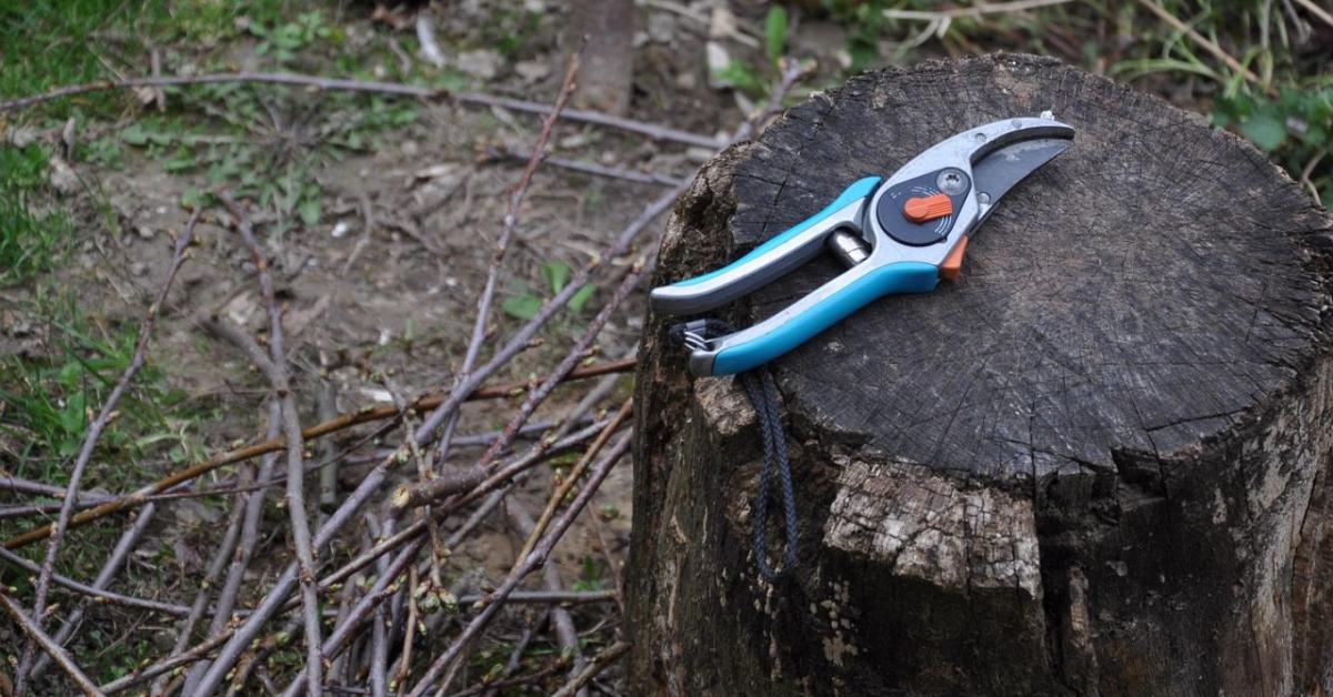 Csonthéjasok téli ápolása – mi működik és mi teljesen felesleges? Csonthéjasok téli ápolása – mi működik és mi teljesen felesleges?