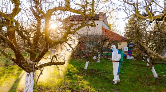 Lemosó permetezés decemberben – mivel lehet még biztonságos? Lemosó permetezés decemberben – mivel lehet még biztonságos?