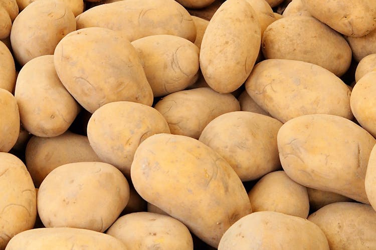 Burgonya téli tárolása Burgonya téli tárolása