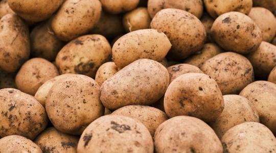 Burgonya téli tárolása – hogyan előzd meg a csírázást és penészesedést? Burgonya téli tárolása – hogyan előzd meg a csírázást és penészesedést?
