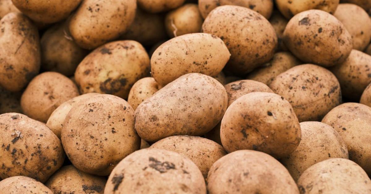 Burgonya téli tárolása – hogyan előzd meg a csírázást és penészesedést?