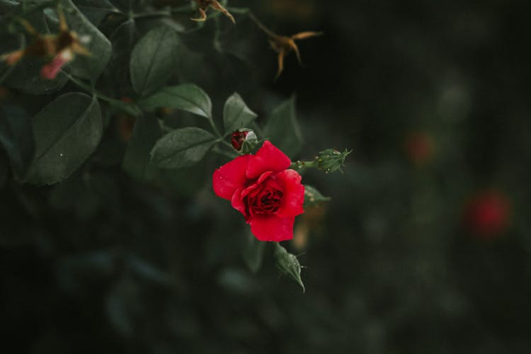 rózsák téli takarása rózsák téli takarása