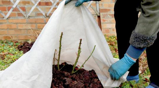 Rózsák téli takarása – a hibák, amik decemberben még javíthatók
