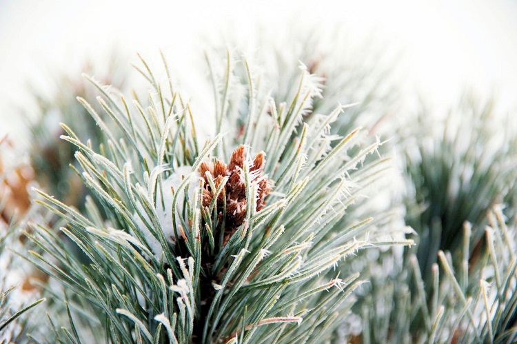 örökzöldek téliesítése