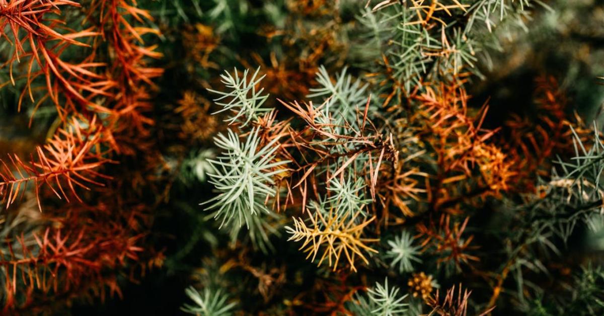 Örökzöldek téliesítése – a barnulás elleni 4 lépés Örökzöldek téliesítése – a barnulás elleni 4 lépés