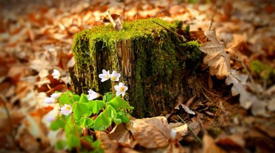 Évelők téli védelme – a régi levelek sokszor többet segítenek Évelők téli védelme – a régi levelek sokszor többet segítenek