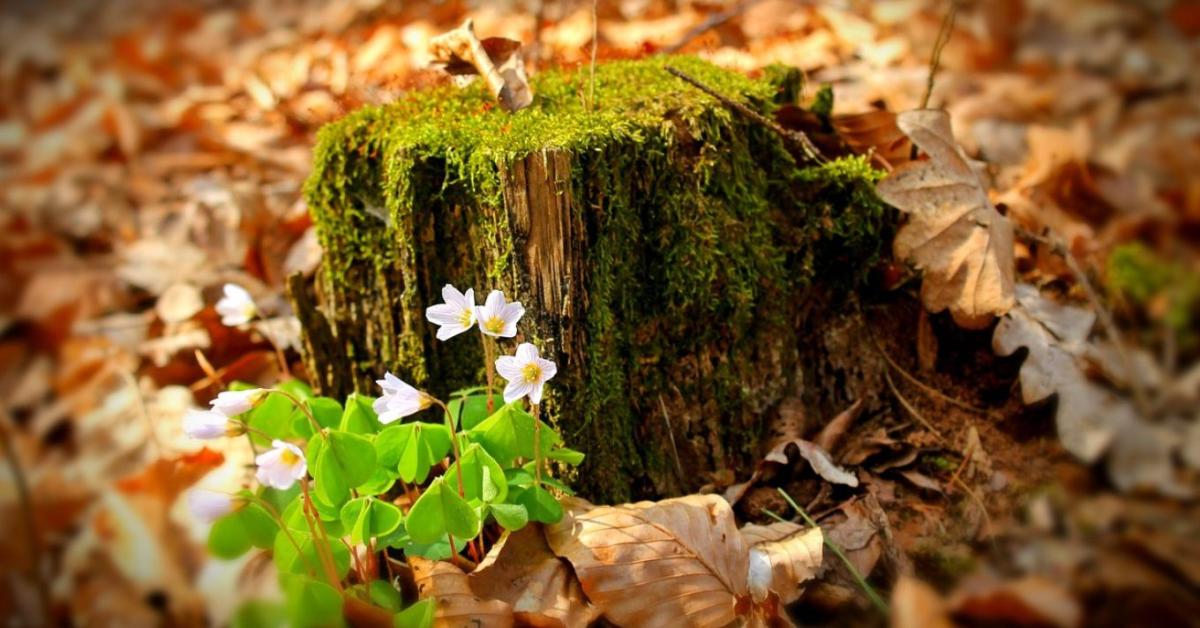 Évelők téli védelme – a régi levelek sokszor többet segítenek Évelők téli védelme – a régi levelek sokszor többet segítenek