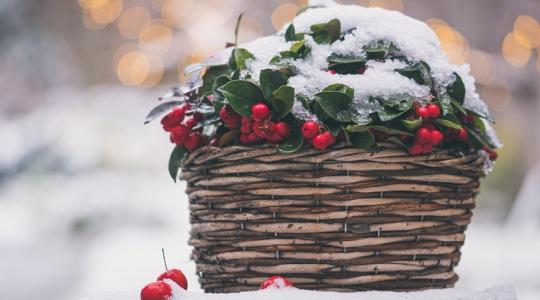 A kert téli „SOS-jelei”, amiket sokan figyelmen kívül hagynak A kert téli „SOS-jelei”, amiket sokan figyelmen kívül hagynak