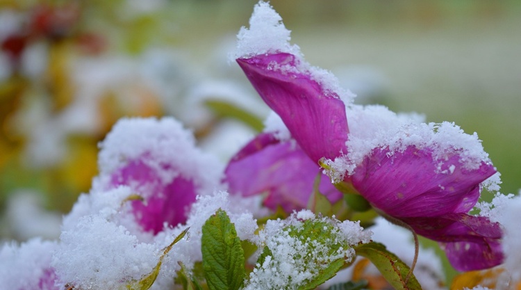 havasvirag havasvirag