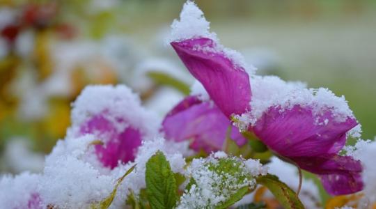 A 10 perces esti rutin, ami tényleg megmenti a kertet A 10 perces esti rutin, ami tényleg megmenti a kertet