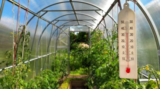 A fóliaház 7 téli hibája – gyakori kezdőbakik A fóliaház 7 téli hibája – gyakori kezdőbakik