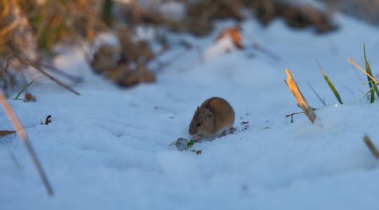 5 hiba, ami miatt biztosan beköltöznek télen a rágcsálók a kertbe 5 hiba, ami miatt biztosan beköltöznek télen a rágcsálók a kertbe