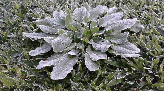 Hogyan csinálj „meleg zugot” a kertben hó nélkül is?