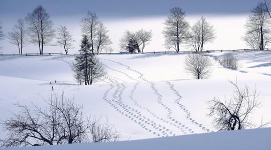 A hó alatti élet – mi történik valójában?