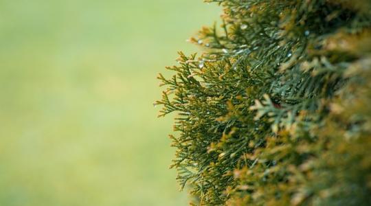 A tél legjobb természetes „radiátorai” a kertben